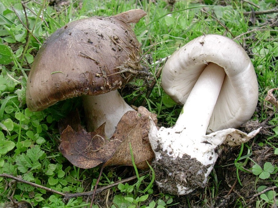 501 Novembre vecchio ritrovamento